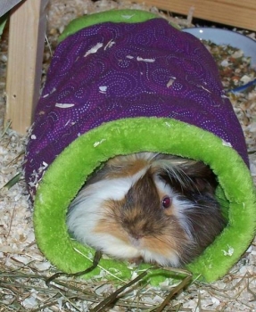 Preview: Kuschelsachenset 3 Teile, Hängemattengestell, Hängematte, Kuschelrolle, bunte Cupcakes